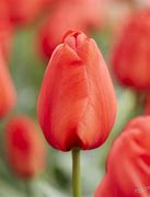 Image result for Tulipa Lalibela