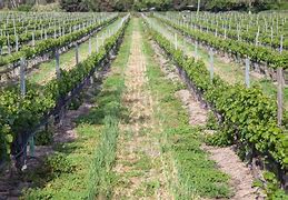 Image result for Lincourt Chardonnay Santa Barbara County