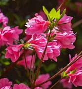 Image result for Wild Flowers of the Appalachian Mountains