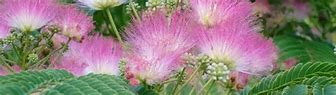 Image result for Albizia julibrissin Ombrella (r)