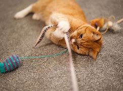 Image result for Cat Play Toys
