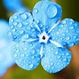 Image result for Blue Flowers On White Background