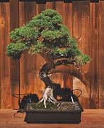 Image result for bonsai