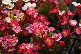 Image result for Saxifraga arendsii Blütenteppich