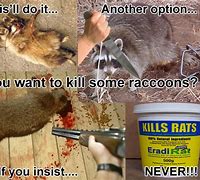 Image result for Raccoon Kill Cat