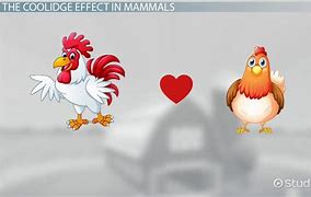 Image result for Coolidge Effect