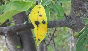 Image result for Orange Spots On Apple Tree Leaves