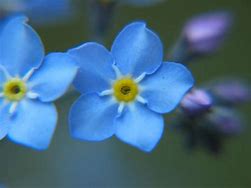 Image result for Masonry Pin Forget Me Not