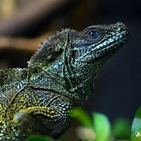 Image result for Sailfin Dragon Lizard