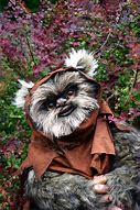 Image result for Ewok Pics