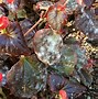 Image result for Powdery Mildew Control