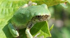 Image result for Ontario Tree Frogs