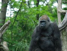 Image result for Woman Who Lived with the Gorillas