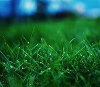 Image result for Grass Background