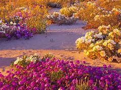 Image result for Desert in Bloom iPhone Wallpaper