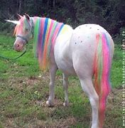 Image result for Real Unicorn Pony