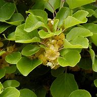 Bildergebnis für ACTINIDIA DELICIOSA ATLAS