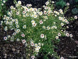 Image result for Aster cordifolius Silver Spray