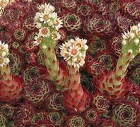 Image result for Sempervivum calcareum Guillaumes