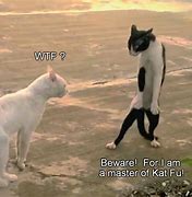 Image result for Fighting Cat Meme