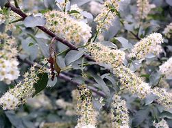 Image result for Prunus domestica Magna Glauca