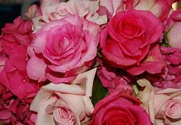 Image result for Cute Pink Rose Backgrounds