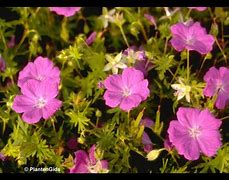 Image result for Geranium sanguineum ‘New Hampshire Purple’