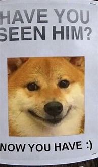 Image result for Have You Seen My Dog Meme