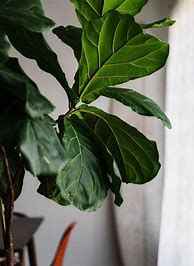 Image result for Ficus