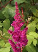 Image result for Astilbe chinensis Little Visions Purple