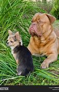 Image result for Big and Little Dogs
