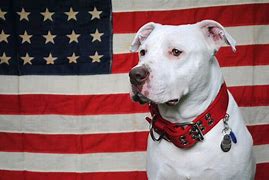 Image result for American Flag Pitbull