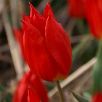 Image result for Tulipa Duc van Tol Max Cramoisie