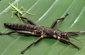 Image result for Living Stick Insect