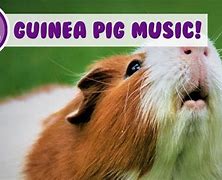 Image result for Guinea Pig Music