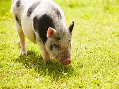 Image result for photo cochon