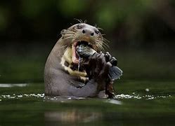 Image result for Otter Attack