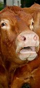 Image result for Cow Crying