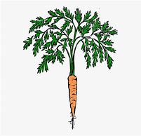 Image result for Carrot Plant Clip Art