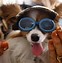 Image result for Funny Animals Wearing Glasses