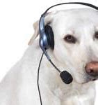 Image result for Dog with Phone Meme