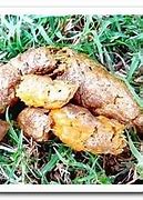 Image result for Yellow Dog Poop