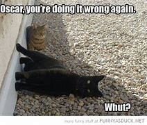 Image result for Cat Meme You're Doing It Wrong