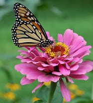 Image result for Wild Flowers Butterfly