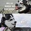 Image result for Husky Puppy Telling Joke Meme