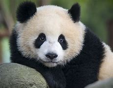 Image result for Giant Panda Endangered