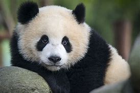 Image result for Giant Panda Endangered Species