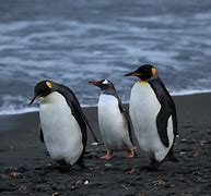 Image result for Family of Penguins Galaxy