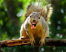 Image result for Laughing Squirre