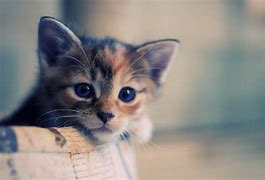 Image result for Cat Wallapepr Tablet